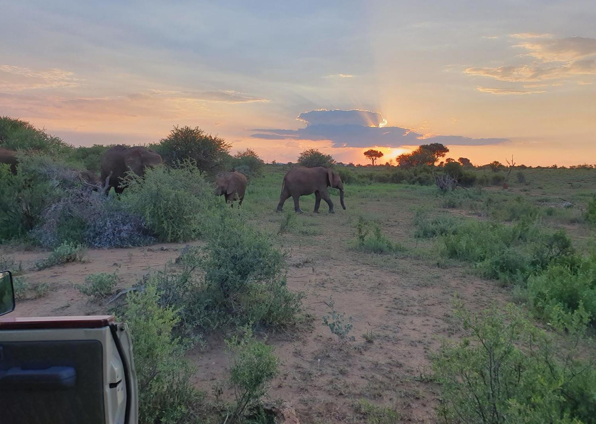 Madikwe River Lodge By Dream Resorts 매디퀘동물보호구역 외부 사진