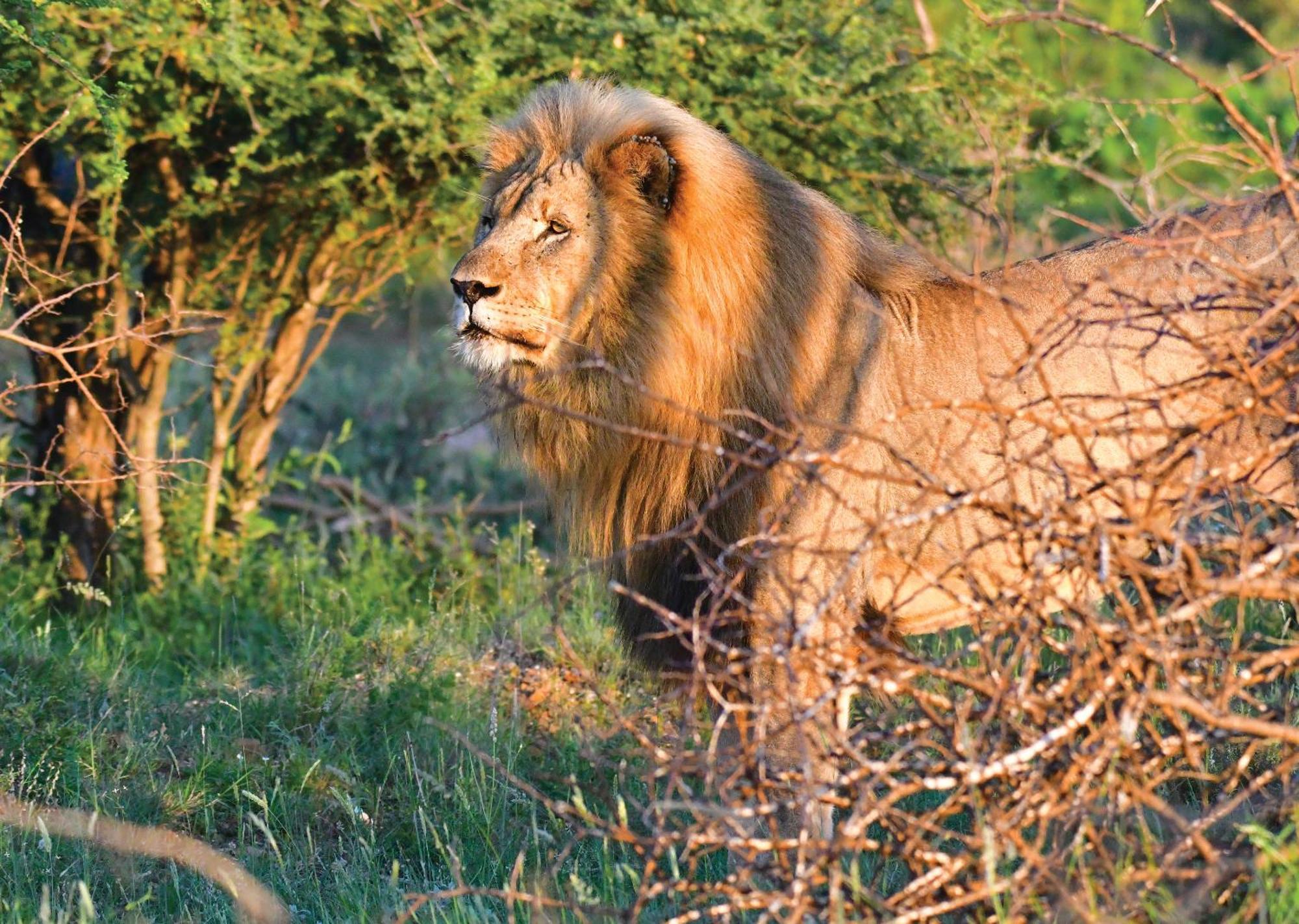 Madikwe River Lodge By Dream Resorts 매디퀘동물보호구역 외부 사진