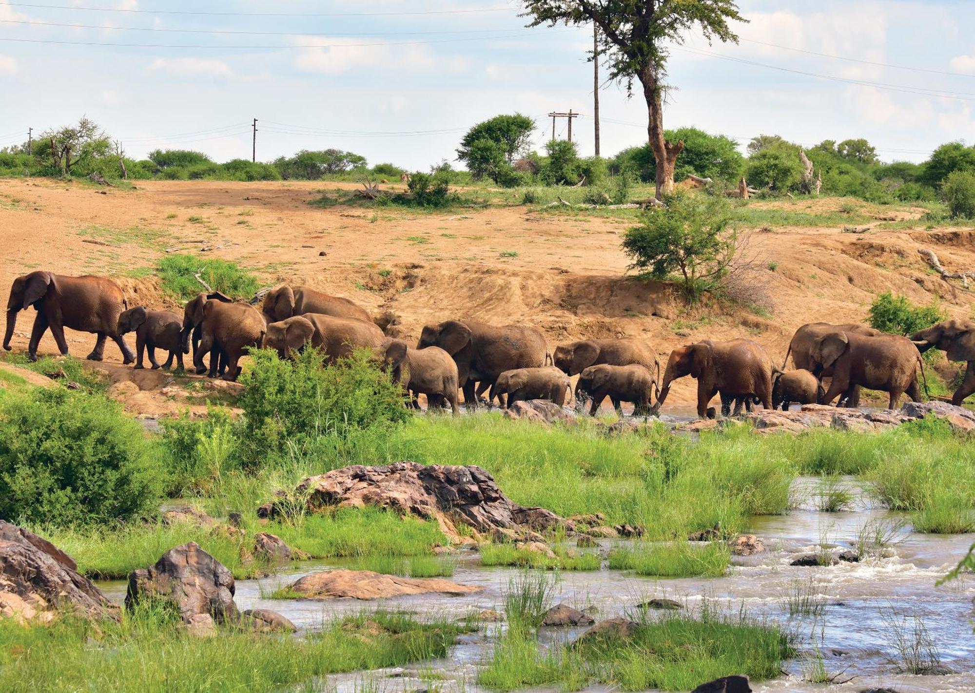 Madikwe River Lodge By Dream Resorts 매디퀘동물보호구역 외부 사진