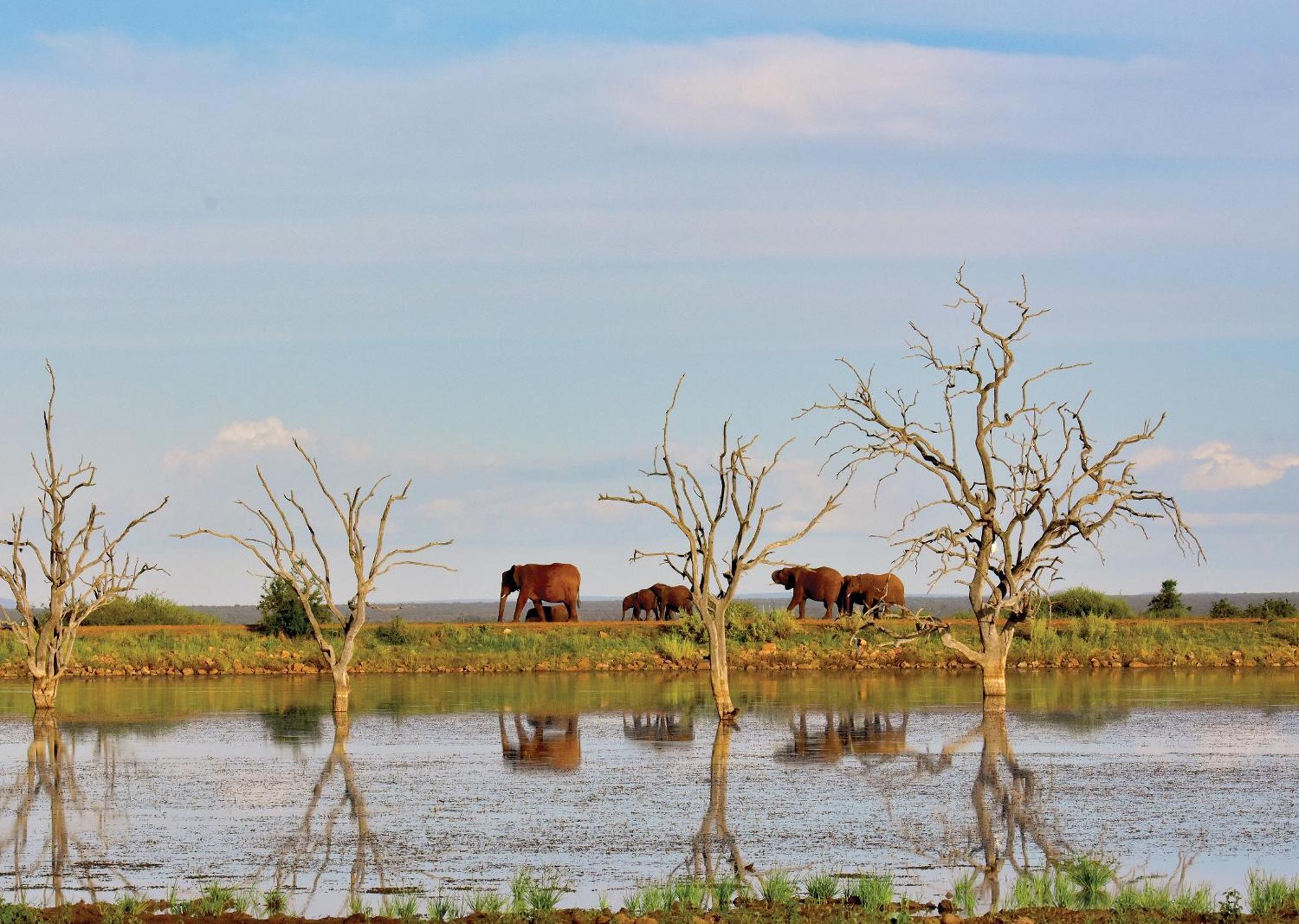 Madikwe River Lodge By Dream Resorts 매디퀘동물보호구역 외부 사진