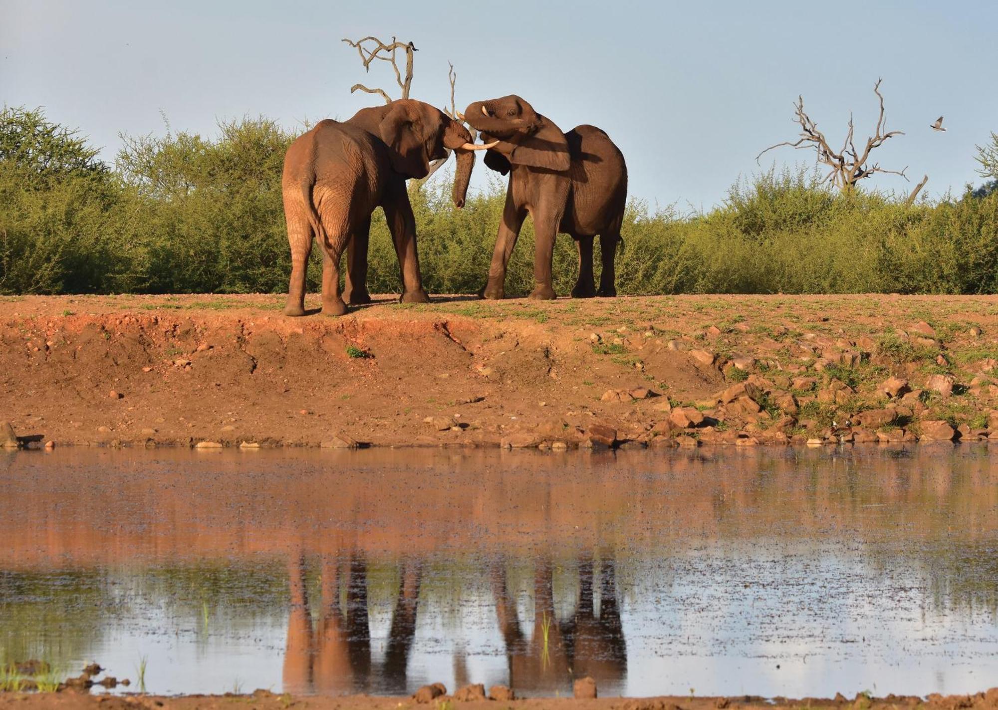 Madikwe River Lodge By Dream Resorts 매디퀘동물보호구역 외부 사진