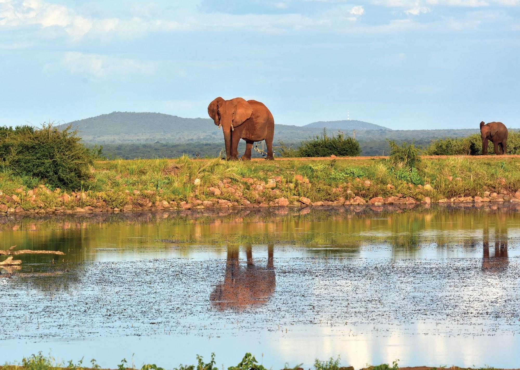 Madikwe River Lodge By Dream Resorts 매디퀘동물보호구역 외부 사진