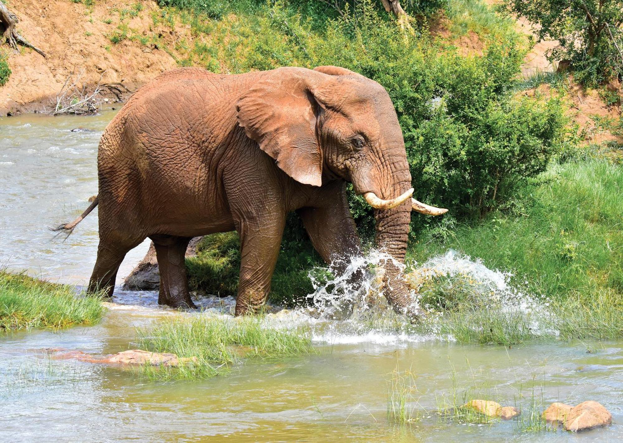 Madikwe River Lodge By Dream Resorts 매디퀘동물보호구역 외부 사진
