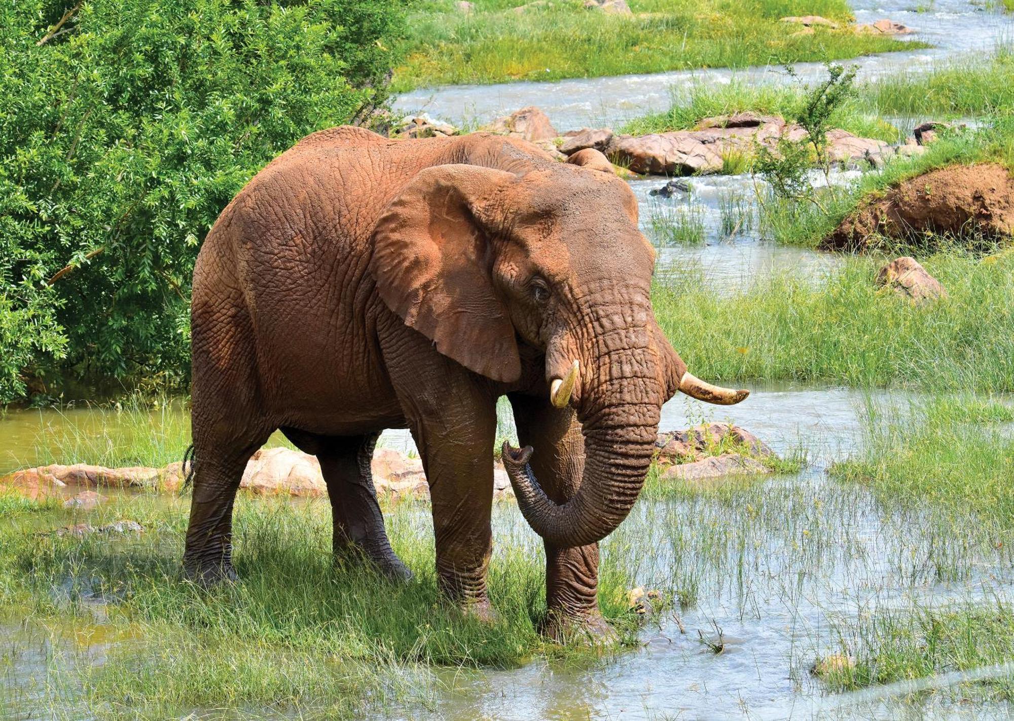 Madikwe River Lodge By Dream Resorts 매디퀘동물보호구역 외부 사진