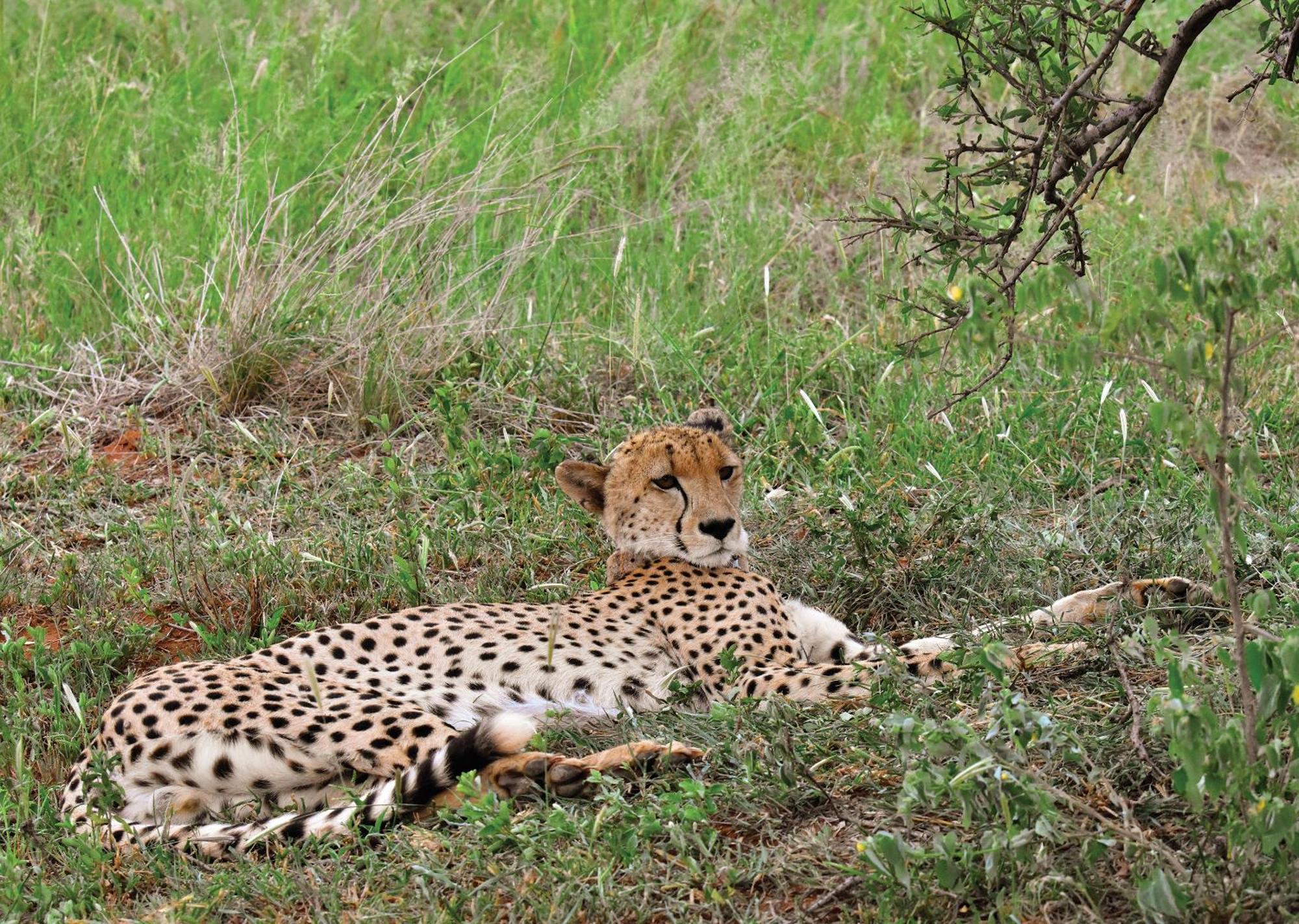 Madikwe River Lodge By Dream Resorts 매디퀘동물보호구역 외부 사진