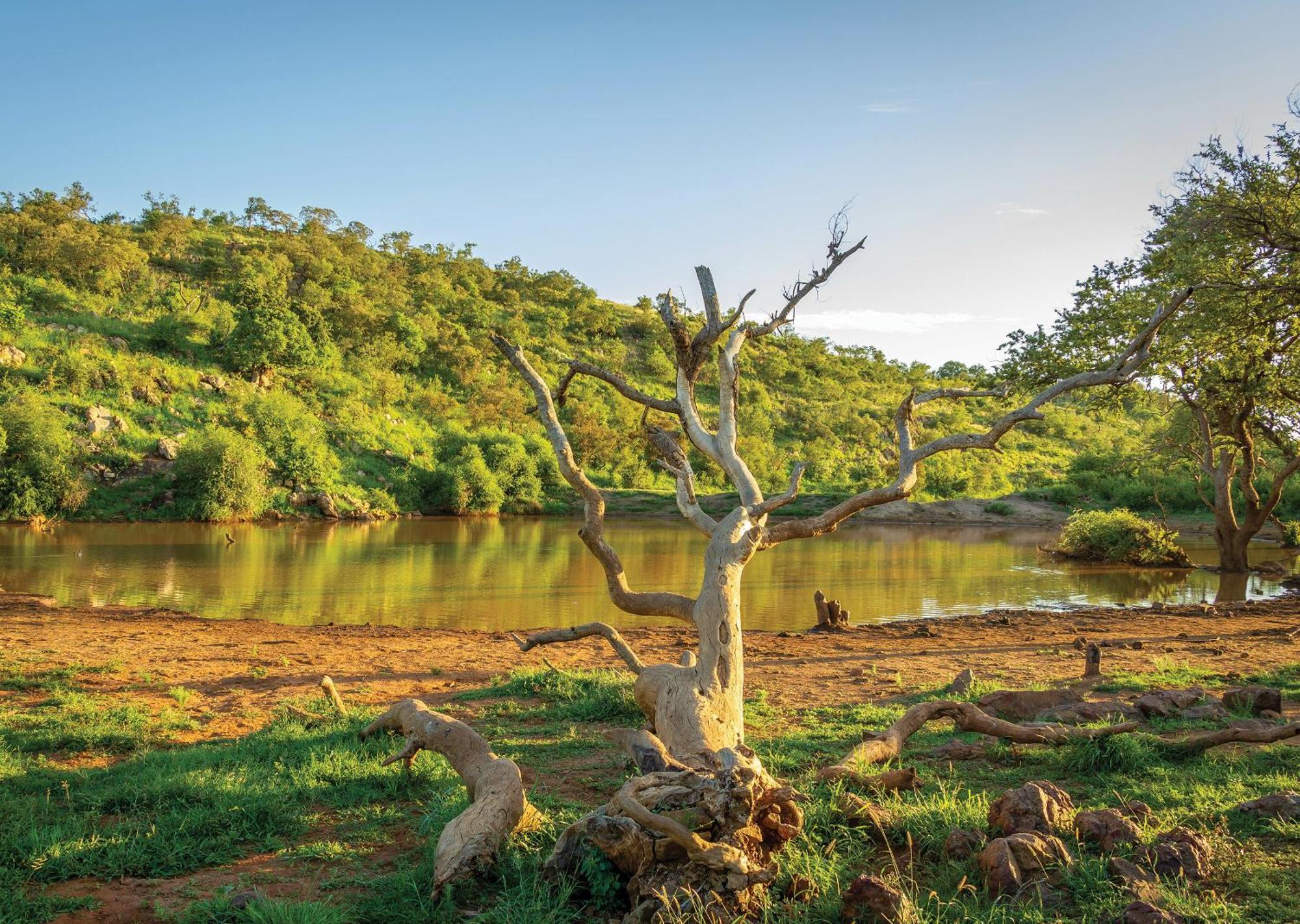 Madikwe River Lodge By Dream Resorts 매디퀘동물보호구역 외부 사진