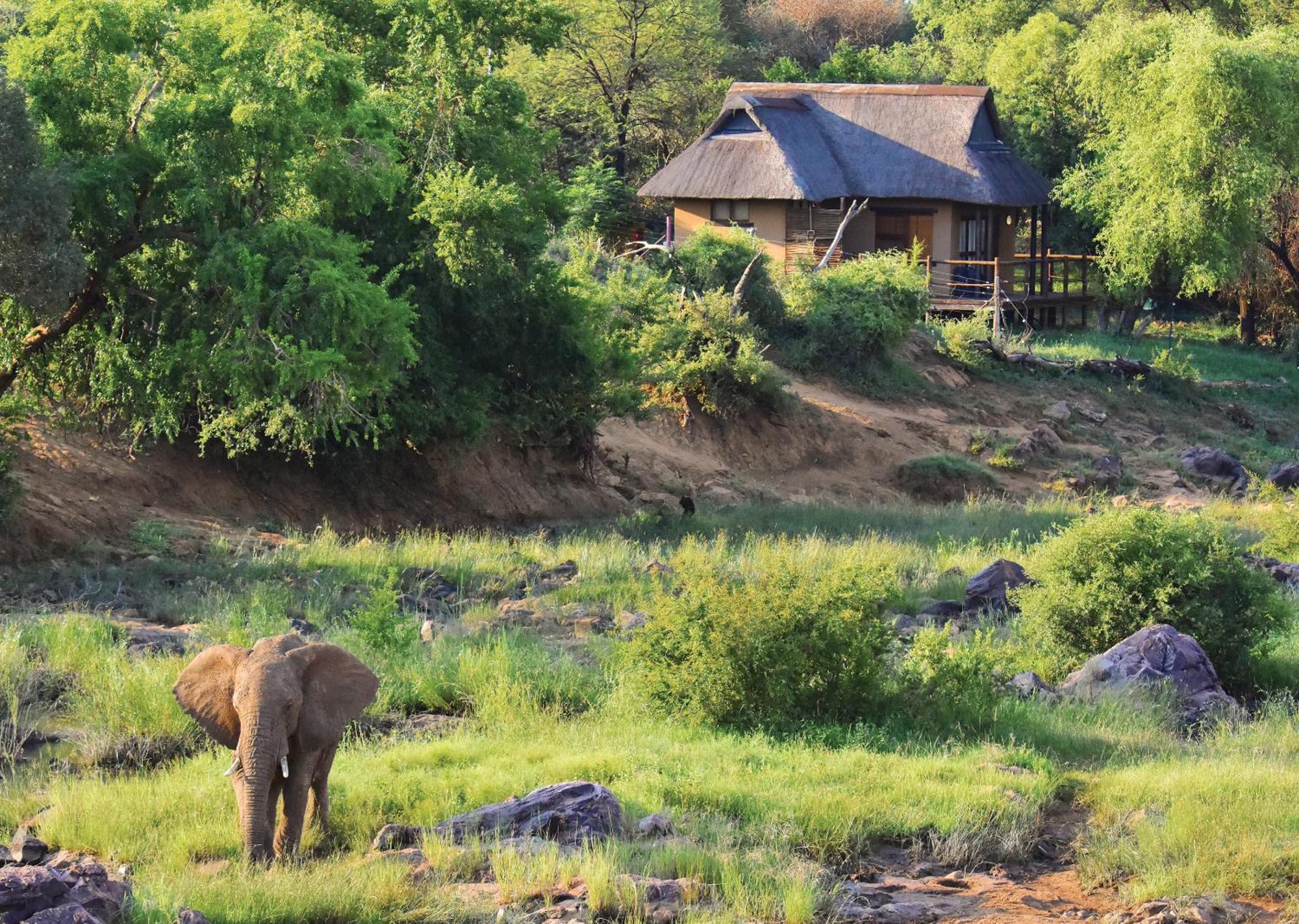 Madikwe River Lodge By Dream Resorts 매디퀘동물보호구역 객실 사진